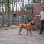 Schouw van een Boerboel mix