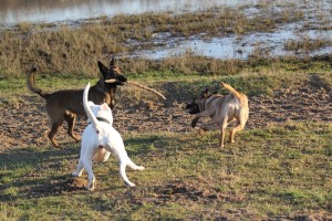 Vooroordelen over sterke rassen